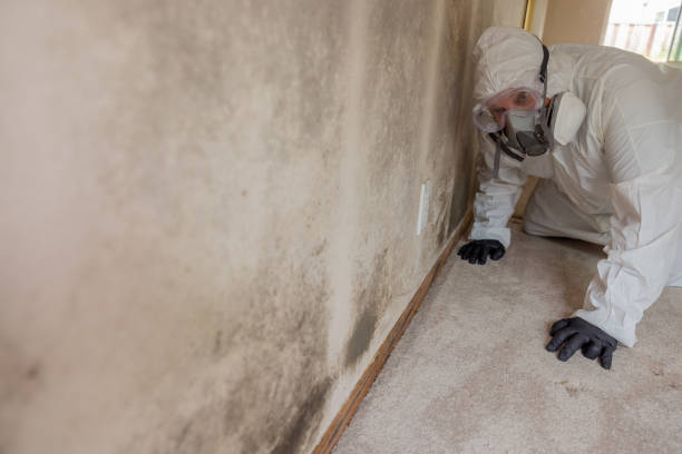 Mold Documentation for Insurance Claims in Pomona, KS